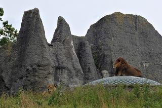 7 najlepszych ogrodów zoologicznych w Polsce. Przygotowaliśmy ranking!