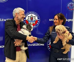 Skradzione psy byłego burmistrza Zurycha odnalezione w Szczecinie