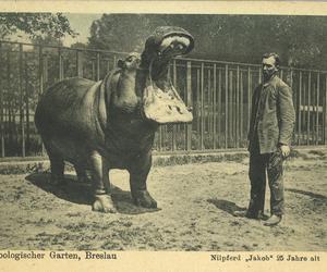 Niezwykłe pocztówki z wrocławskiego zoo. Pamiętają czasy Breslau! [ZDJĘCIA] 