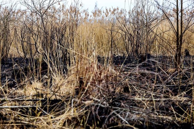 Pożar trzcinowiska nad jeziorem Dargin. Dwóch mężczyzn z zarzutami! Makabra na Mazurach