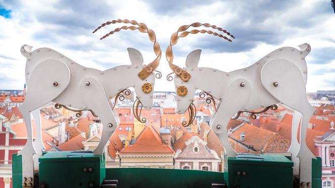 Pozna skie Kozio ki Opu ci y Miasto Gdzie Uda y Si Symbole Stolicy pozna-skie-kozio-ki-opu-ci-y-miasto-gdzie-uda-y-si-symbole-stolicy