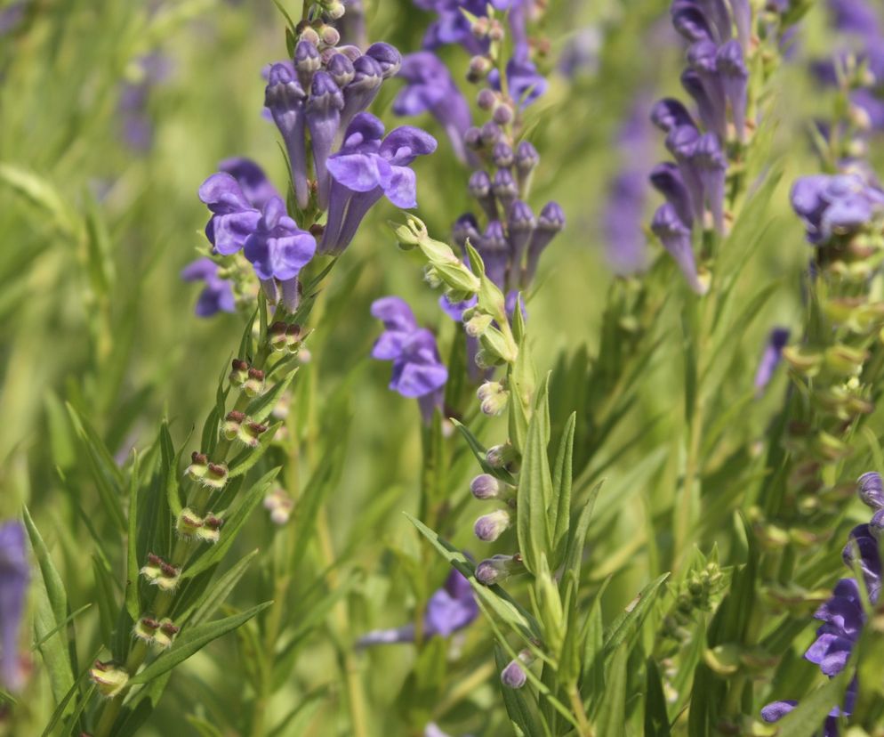 TARCZYCA BAJKALSKA (BAJKALINA) to zioło, które ze względu na swoje właściwości zdrowotne znalazła zastosowanie w tradycyjnej medycynie Dalekiego Wchodu już setki lat temu.