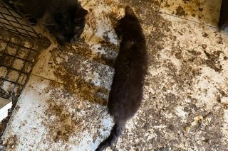 Tragedia kilkudziesięciu kotów w Wielkopolsce