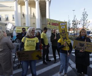 Wielki protest przez ratuszem. Wolontariusze walczą o życie kotów