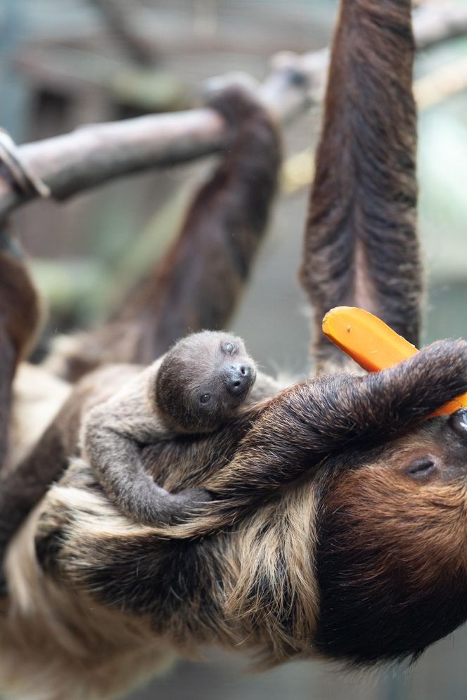 W łódzkim zoo przyszedł na świat leniwiec