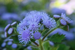 Pelargonie to już przeżytek. Teraz te kwiatki królują na balkonach 