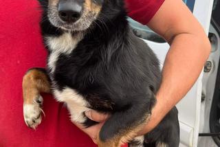 Spakował psy do worka i wywiózł do lasu! Szukamy zwyrola