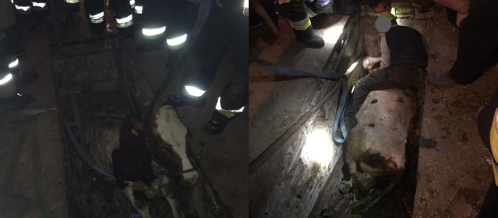 Poszła krowa do mechanika i wpadła w kanał