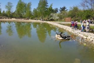 W Jaworznie powstanie tężnia solankowa