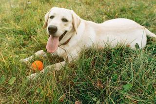 Dlaczego psy jedzą trawę? Dietetyk zwierzęcy z TikToka tłumaczy