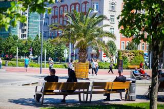 Las Palmas Katowice. Palmy wróciły na Rynek. Można tam poczuć żar tropików