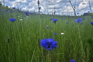 Chabrowa łąka na Podkarpaciu