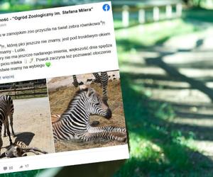 W zamojskim zoo urodziła się zebra. Maluch już pokazuje się na wybiegu! 