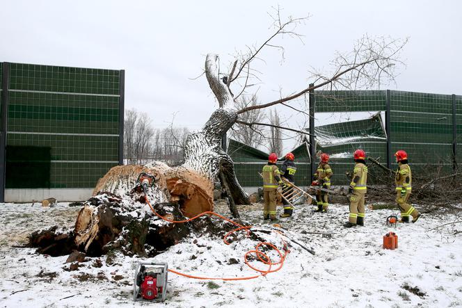 Wichura powaliła drzewo - akcja strażaków