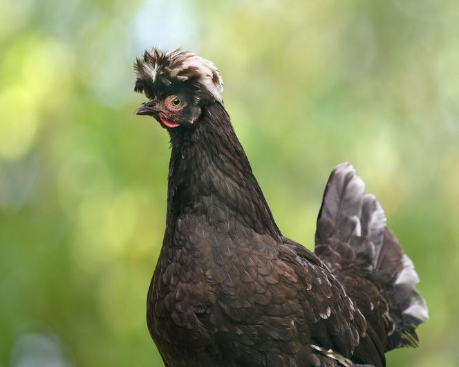 Czubatka