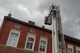 Pies utknął na dachu. Do zejścia strażacy przekonali go kiełbasą