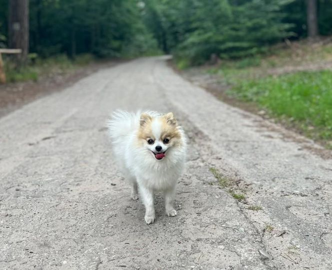 Daisy Najman, pies Marcina Najmana