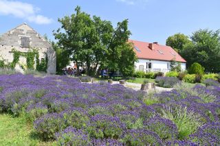 Malownicze pola lawendy o urzekającym zapachu. To nie Prowansja - takie miejsca znajdują się w Polsce
