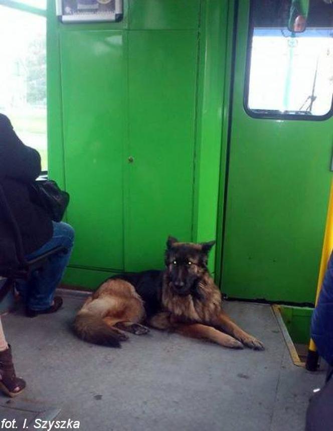 O psie, który jeździł tramwajem