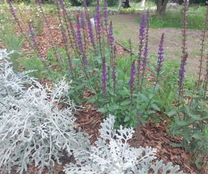 Park im. Szafera w Rzeszowie 