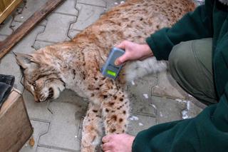 Nowe zwierzęta we wrocławskim zoo