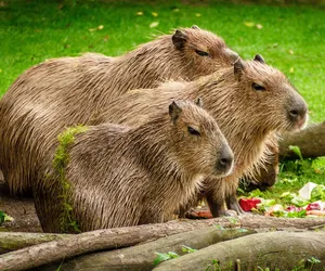 Kapibary na TikToku. Dlaczego wszystkie gwiazdy z nimi pozują?