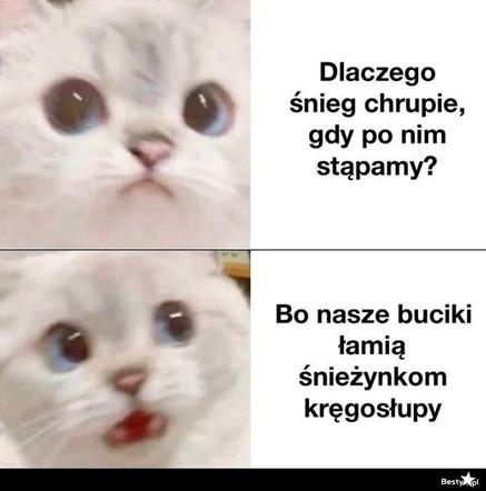 Memy o zimie roztapiają smutki. Te śnieżne obrazki rozbawią cię do łez [TOP 75]