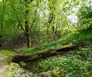 Ogród Botaniczny w Lublinie