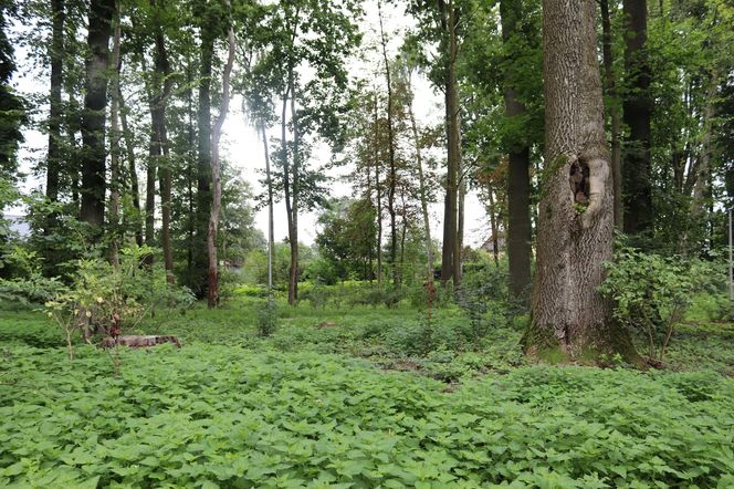 Zabytkowy park pod Lubawą zmienił się nie do poznania. Teraz wygląda jak z bajki