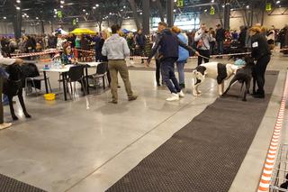 EXPO SILESIA DOG SHOW 2017