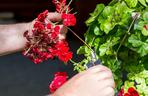 Zimowanie pelargonii