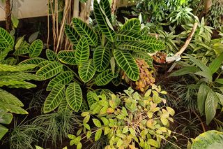 Park Oliwski. Palmiarnia i Pałac Opatów. Za darmo w Gdańsku