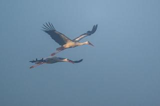 Podkarpackie bociany wcześniej wylatują na południe 