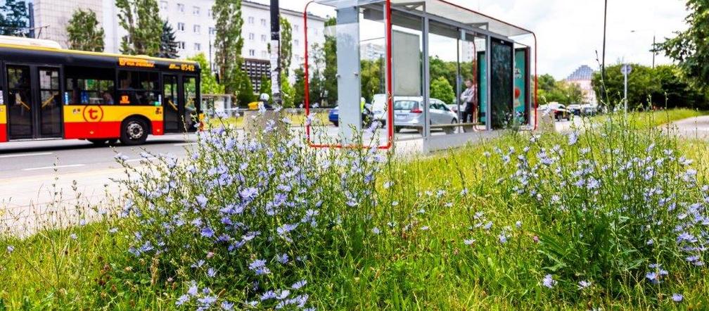 Łąki w Warszawie –  naturalna łąka w al. Niepodległości