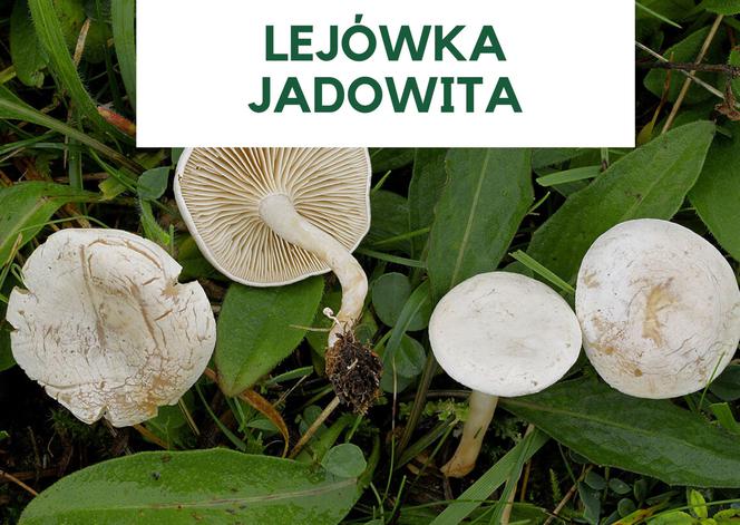 Najbardziej trujące grzyby w Polsce. Ich zjedzenie grozi śmiercią! [GALERIA]