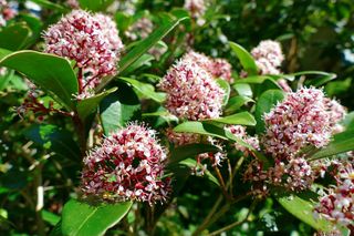 Skimia japońska 'Rubella' - Skimmia japonica 'Rubella'