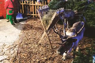 Święty Mikołaj w Łomży