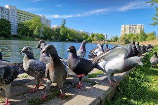 Ptasi Bufet nad bydgoskim Balatonem. Tak mieszkańcy karmią z głową!