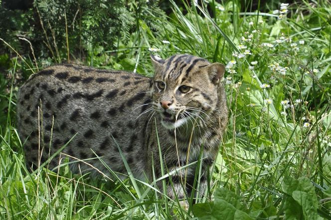 Taraje z Ogrodu Zoobotanicznego w Toruniu