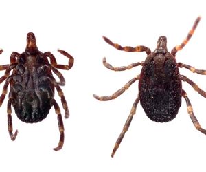 Afrykańskie kleszcze - jak wyglądają? Jakie choroby przenoszą?