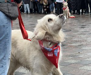 Wolontariusze WOŚP Poznań