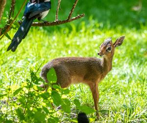 W Orientarium Zoo Łódź urodził się dikdik