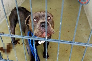 Znudził mu się pies. Najpierw chciał go uśpić, a w końcu porzucił