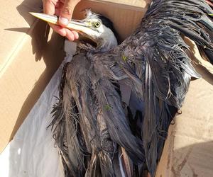 Wycieńczona czapla znalazła się w pułapce. Ptakowi pomogli policyjni wodniacy ze Szczecina