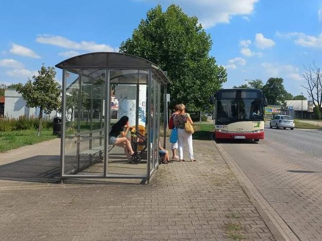 Autobus 5 przez cały rok