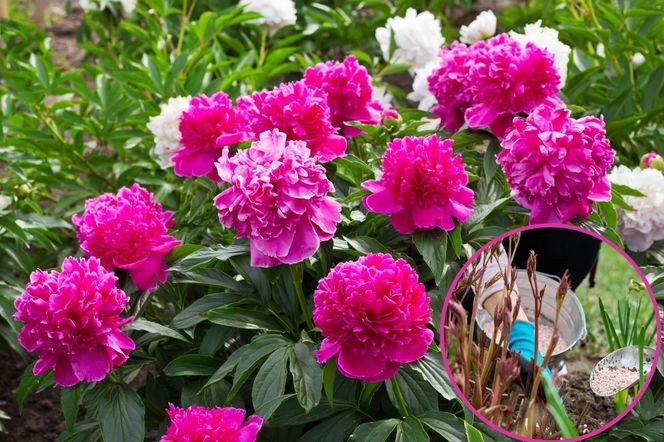 Zalej wodą, odstaw i po dobie masz bogaty w potas nawóz do piwonii. Podlej nim krzewy, a odwdzięcza się ogromnymi kwiatami i mocnymi łodygami. Domowy nawóz do piwonii 