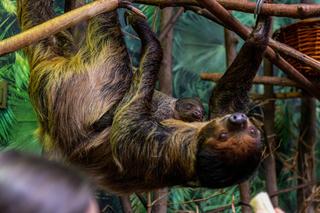 Nowi mieszkańcy łódzkiego zoo. Leniwce, dikdiki i ślepowrony doczekały się młodych