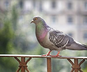 Ptasia grypa we Wrocławiu. Część miasta jest zagrożona