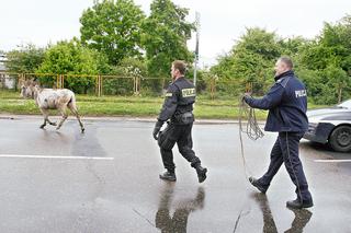 Koszalin: Policjanci polowali na osła Maxa