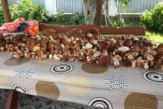 Grzyby już wychodzą z lasu